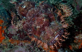 Birmanie - Mergui - 2018 - DSC02597 - Tasseled scorpionfish - Poisson scorpion a houpe - Scorpaenopsis oxycephala